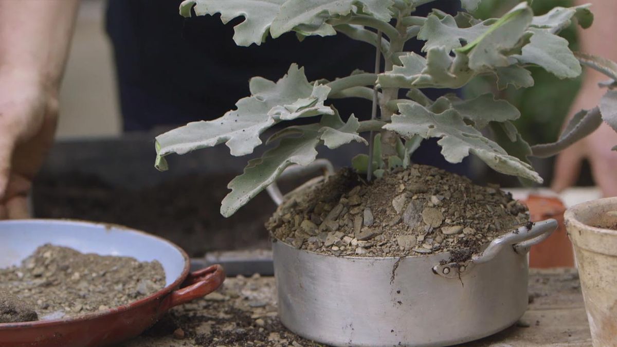 brico 1020 jardin kalanchoe beharensis trasplante