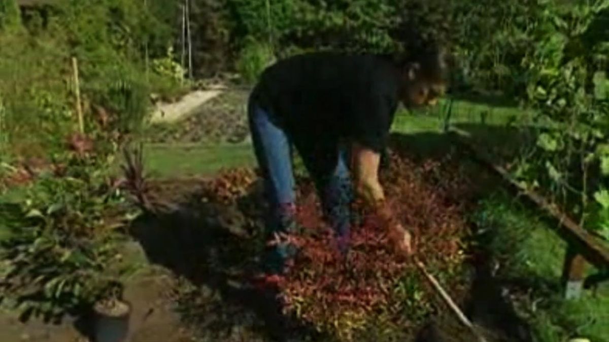 brico 534 parterre arbustos ophotinias x fraseri Red robin.