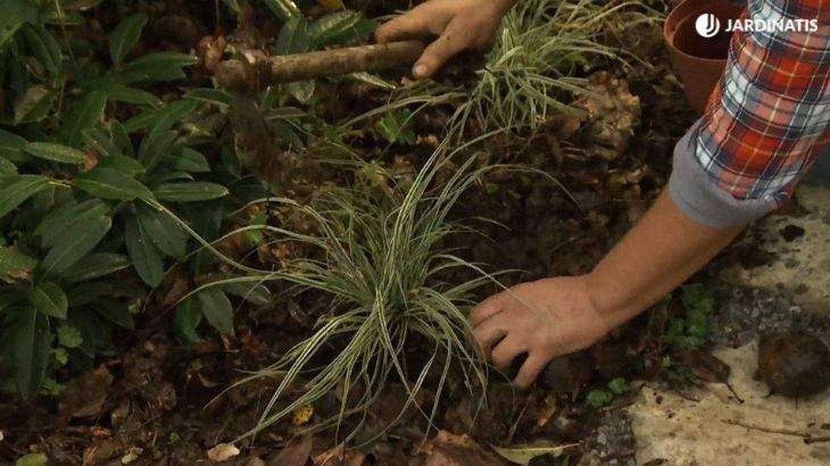 carex plantacion jardin deco 673