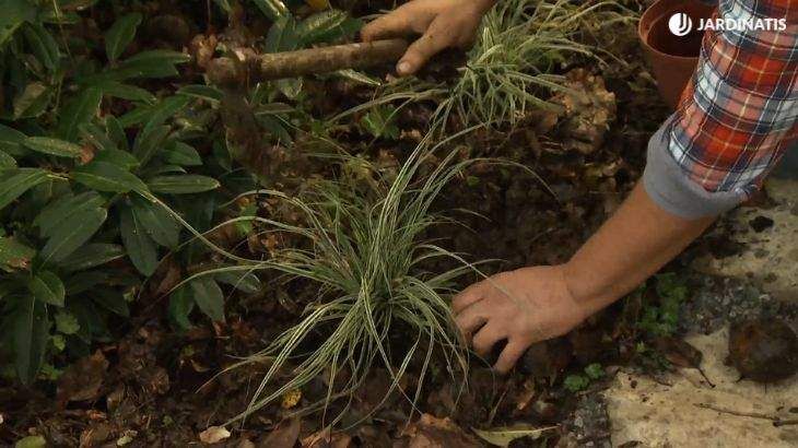 carex plantacion jardin deco 673
