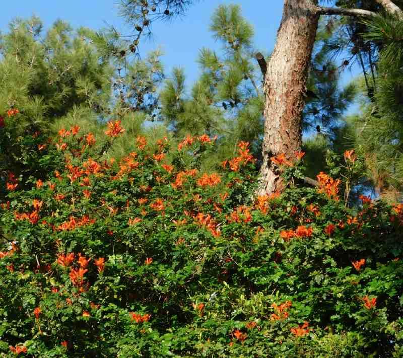 Bignonia capensis.