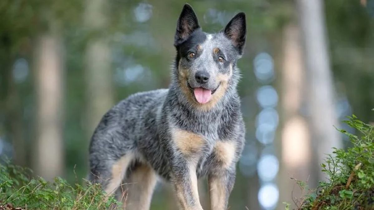 perros mas inteligentes australiano