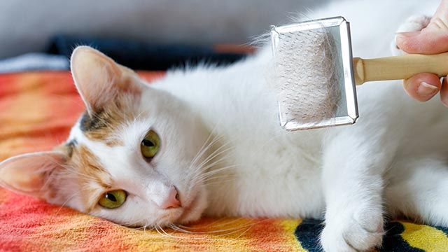 cepillar al gato