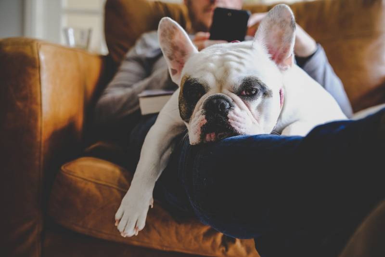 La raza de perro que menos tiempo vive es el Bulldog Francés (4,53 años).