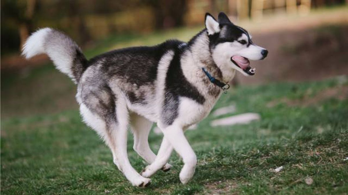 pirotecnia fiesta san juan peligro mascotas perdidas