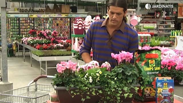 composicion flores plantas para balcon en otono deco411 jardin