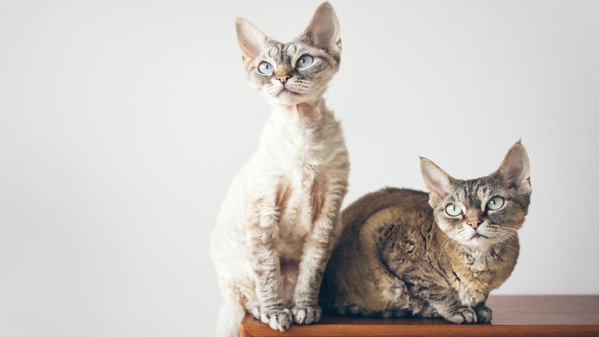 devon rex
