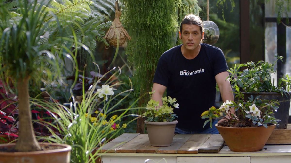 brico 0905 3 1 helioboro rosa invierno variedades