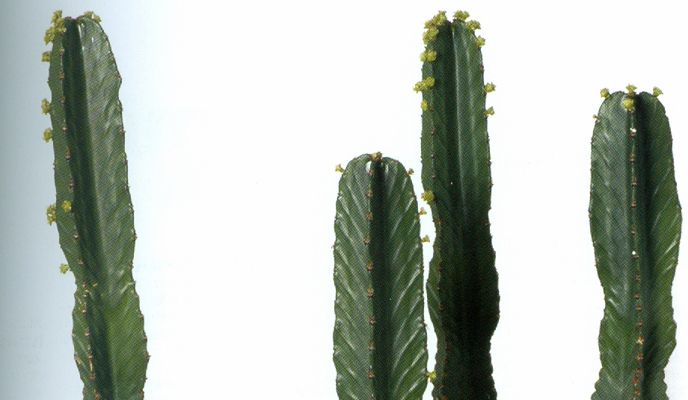 Pseudocactus