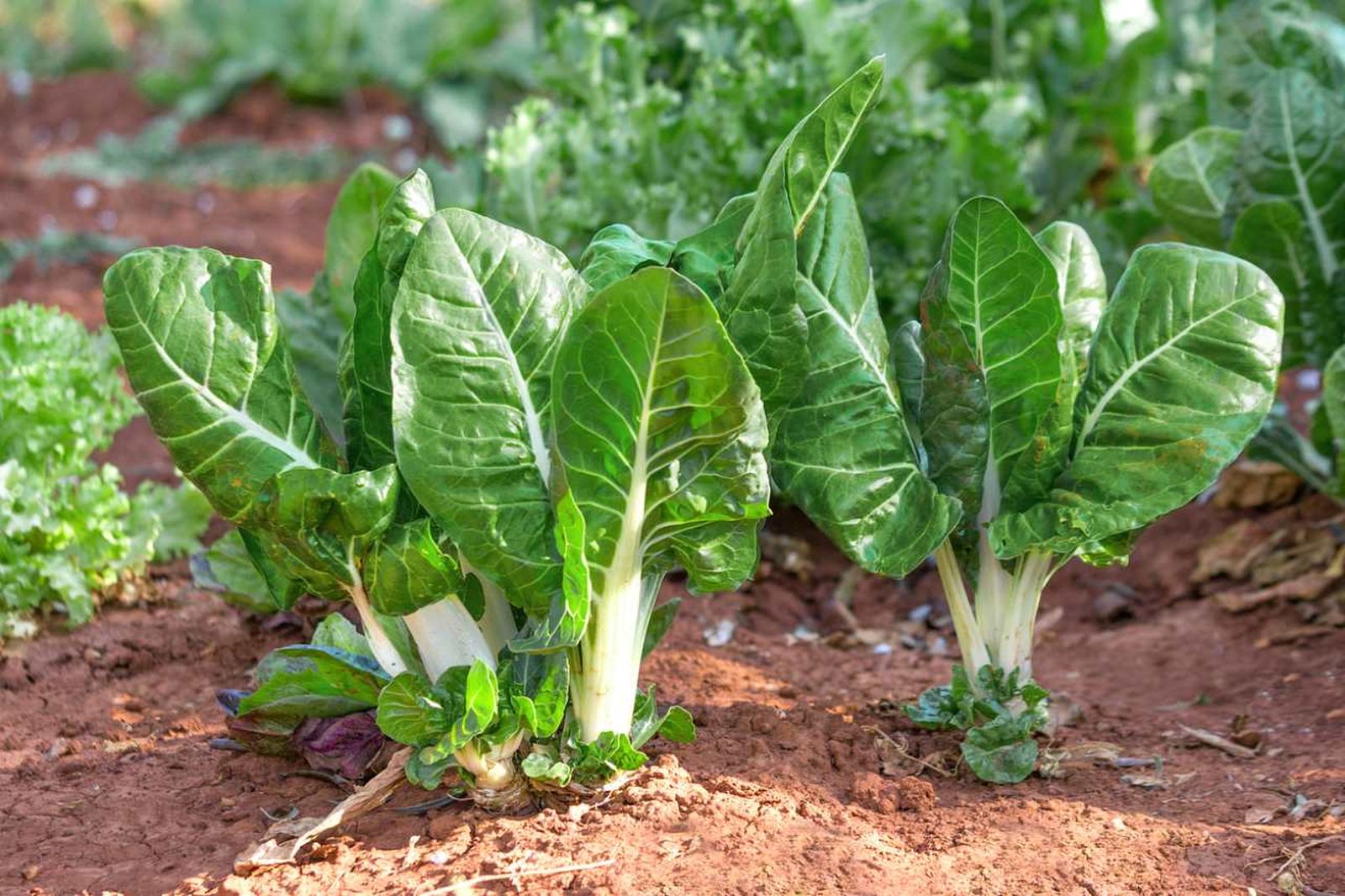 Cultivar acelgas es una excelente opción para obtener verduras frescas