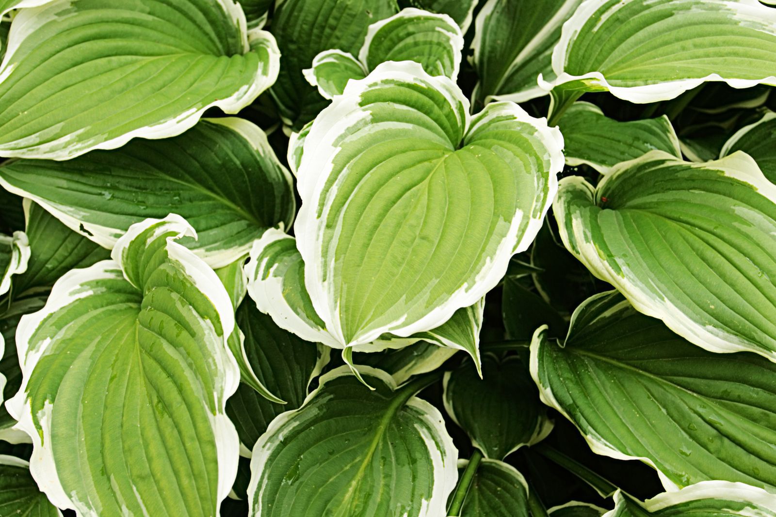 hosta xl