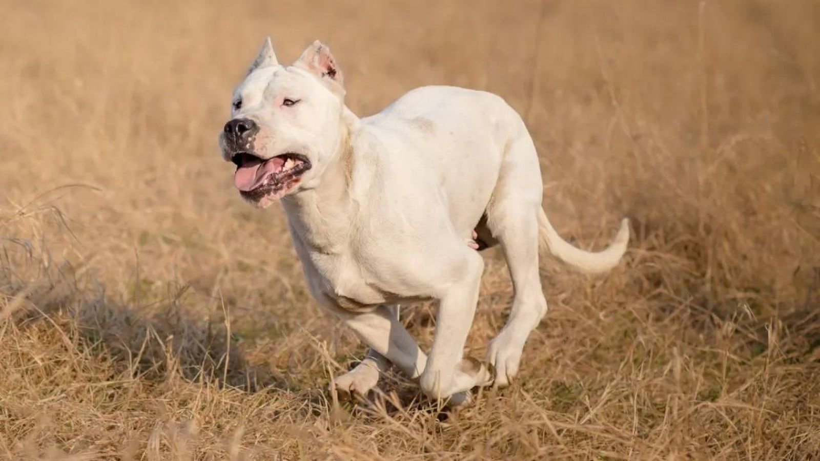 razas de perros argentinos (1)