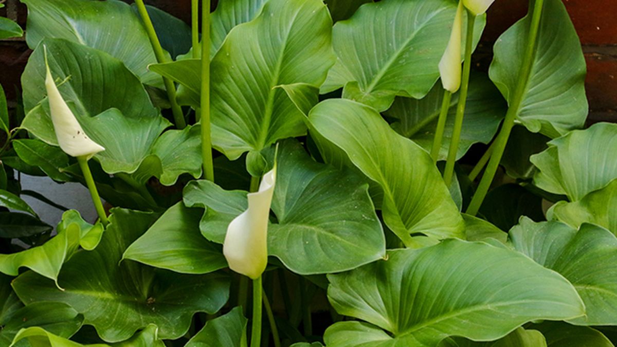 hojas de la cala o lirio de agua