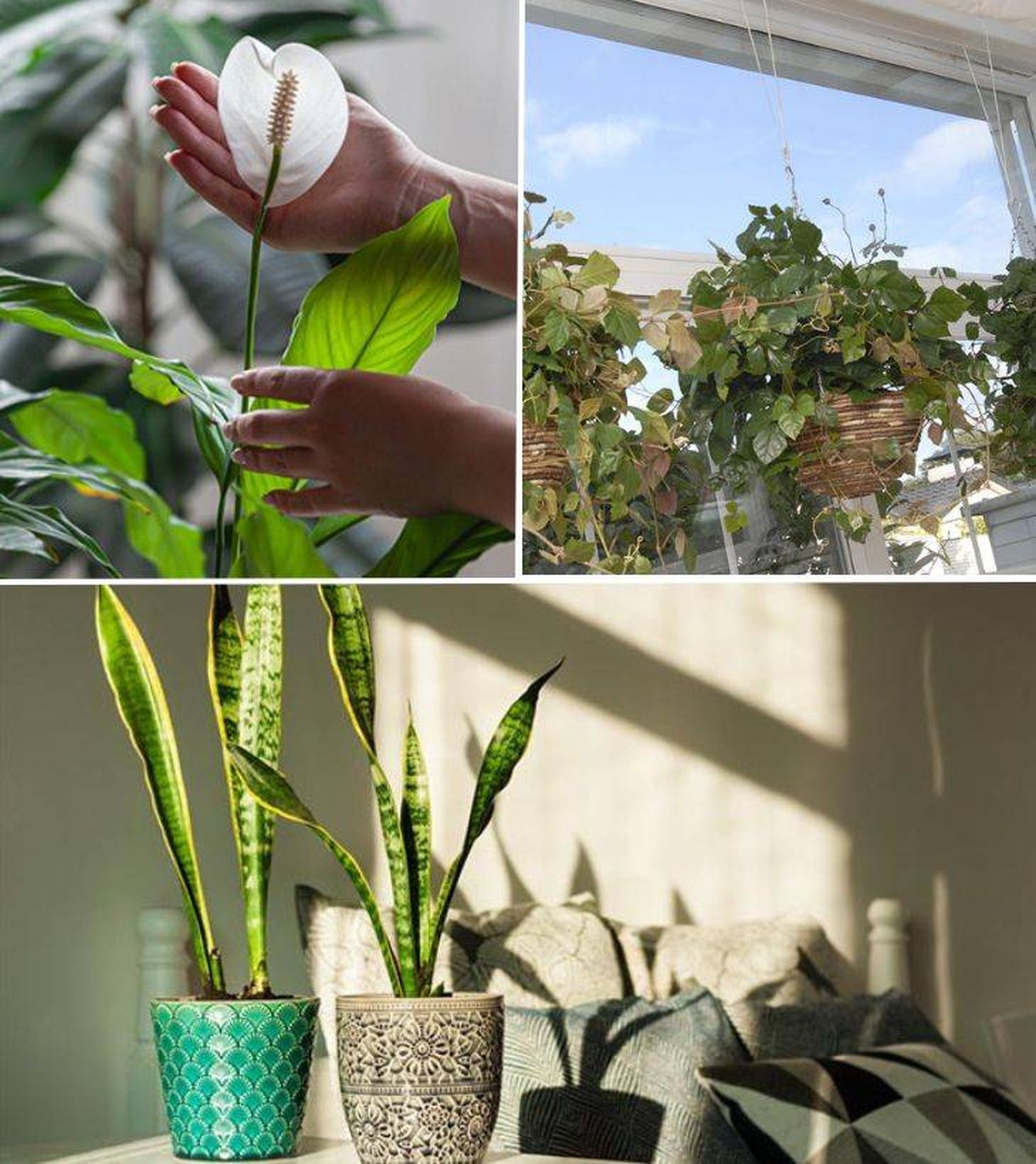 planta para principiantes espatifilo ciso sansevieria