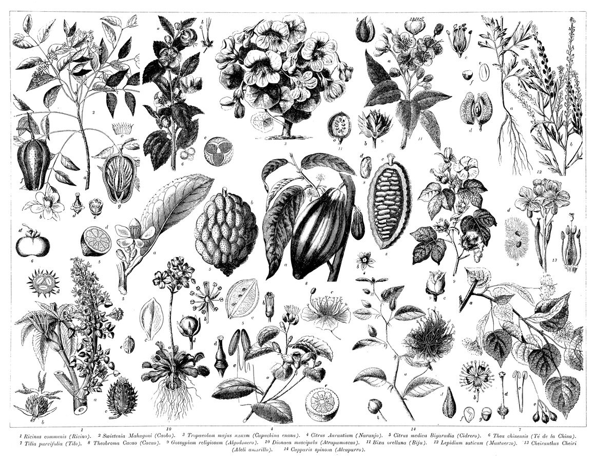 grabados antiguos botanicos partes de una planta