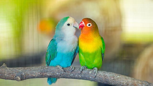 agapornis 8 pareja diferente