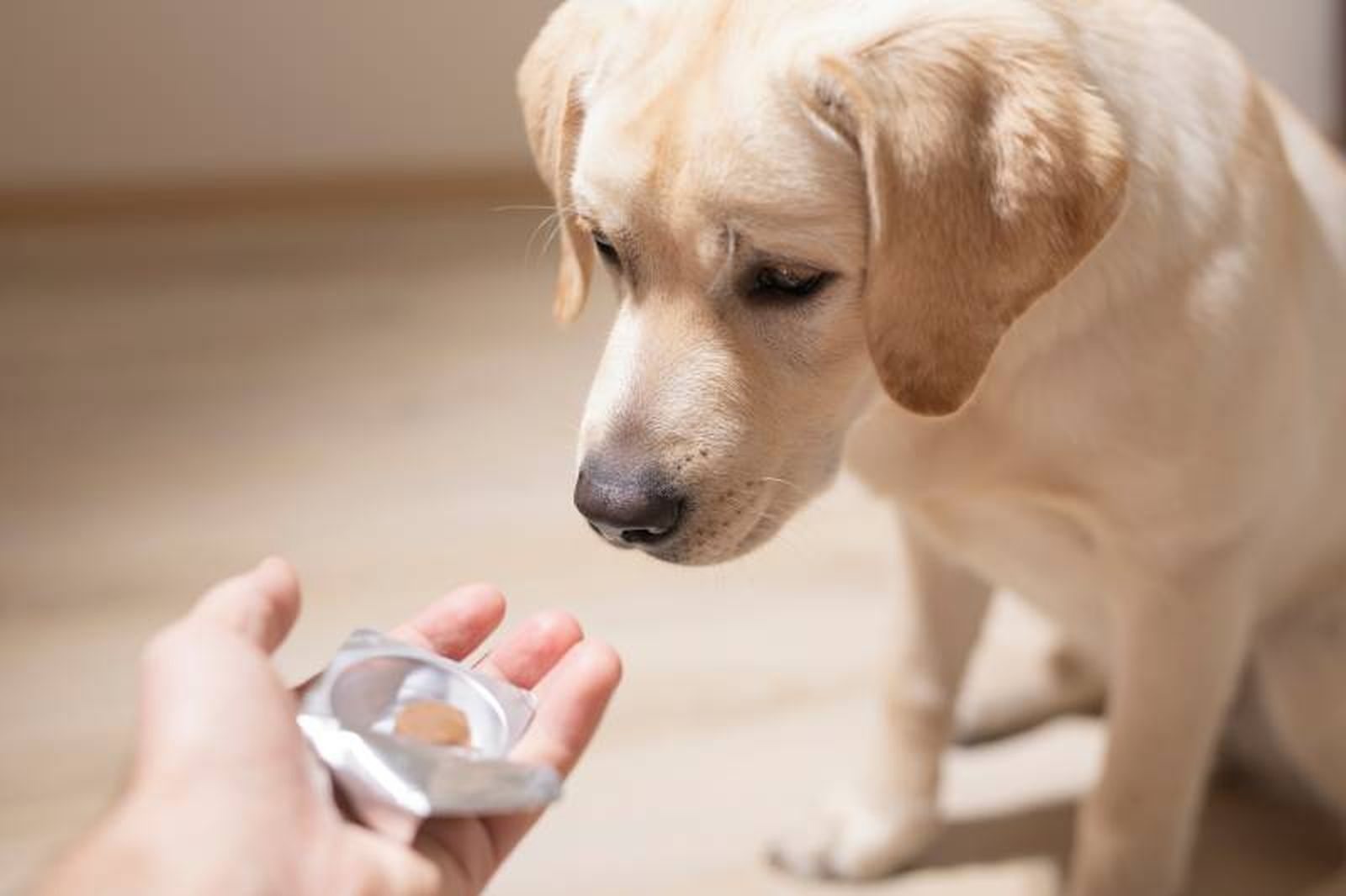 Un veterinario te ayudará a identificar las necesidades específicas de tu perro.