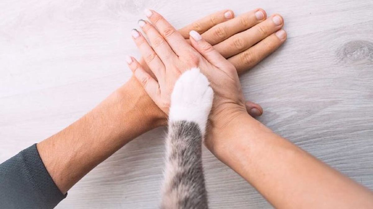 dni de las mascotas 3