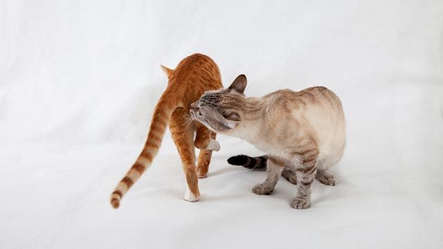 dos gatos