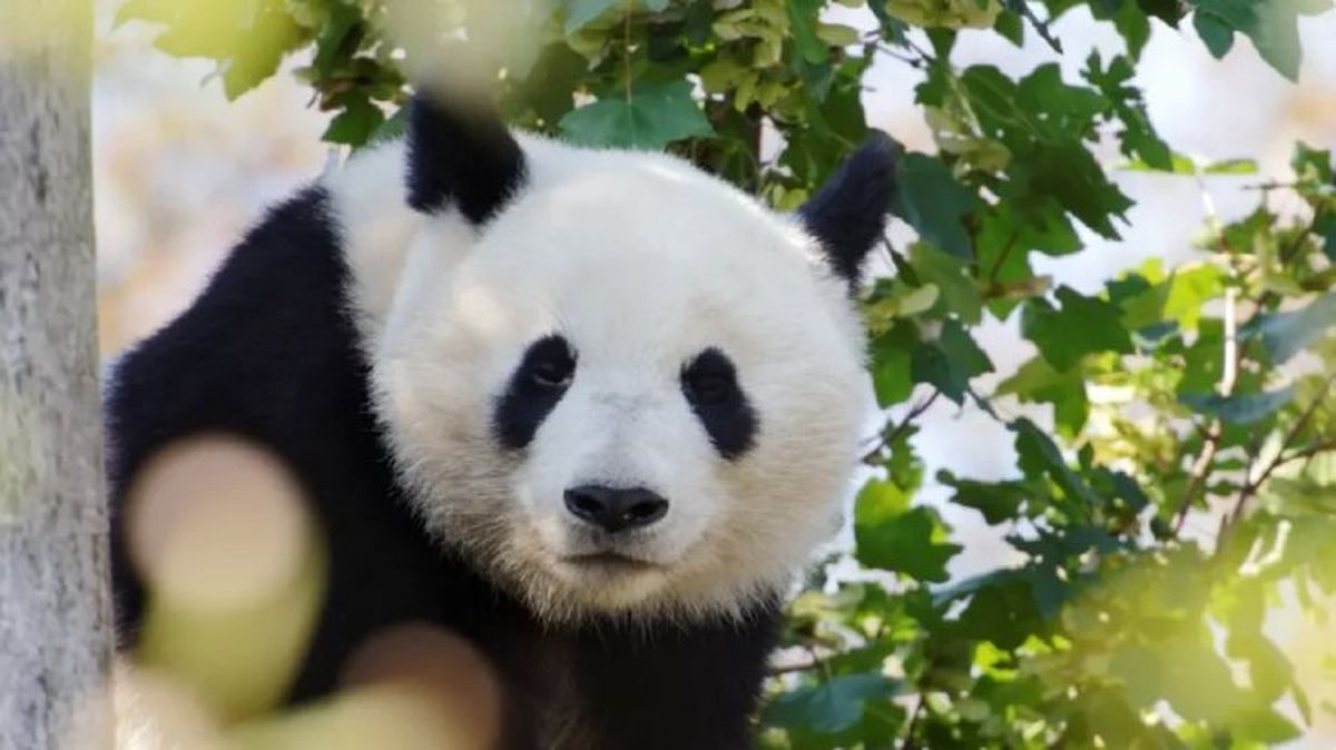 curiosidades del oso panda 4