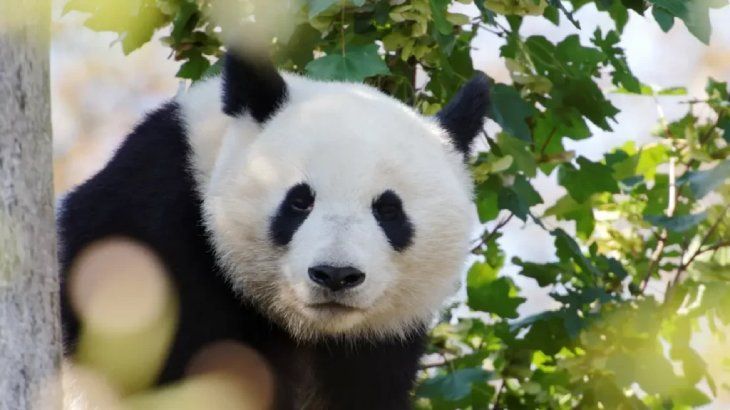 curiosidades del oso panda 4