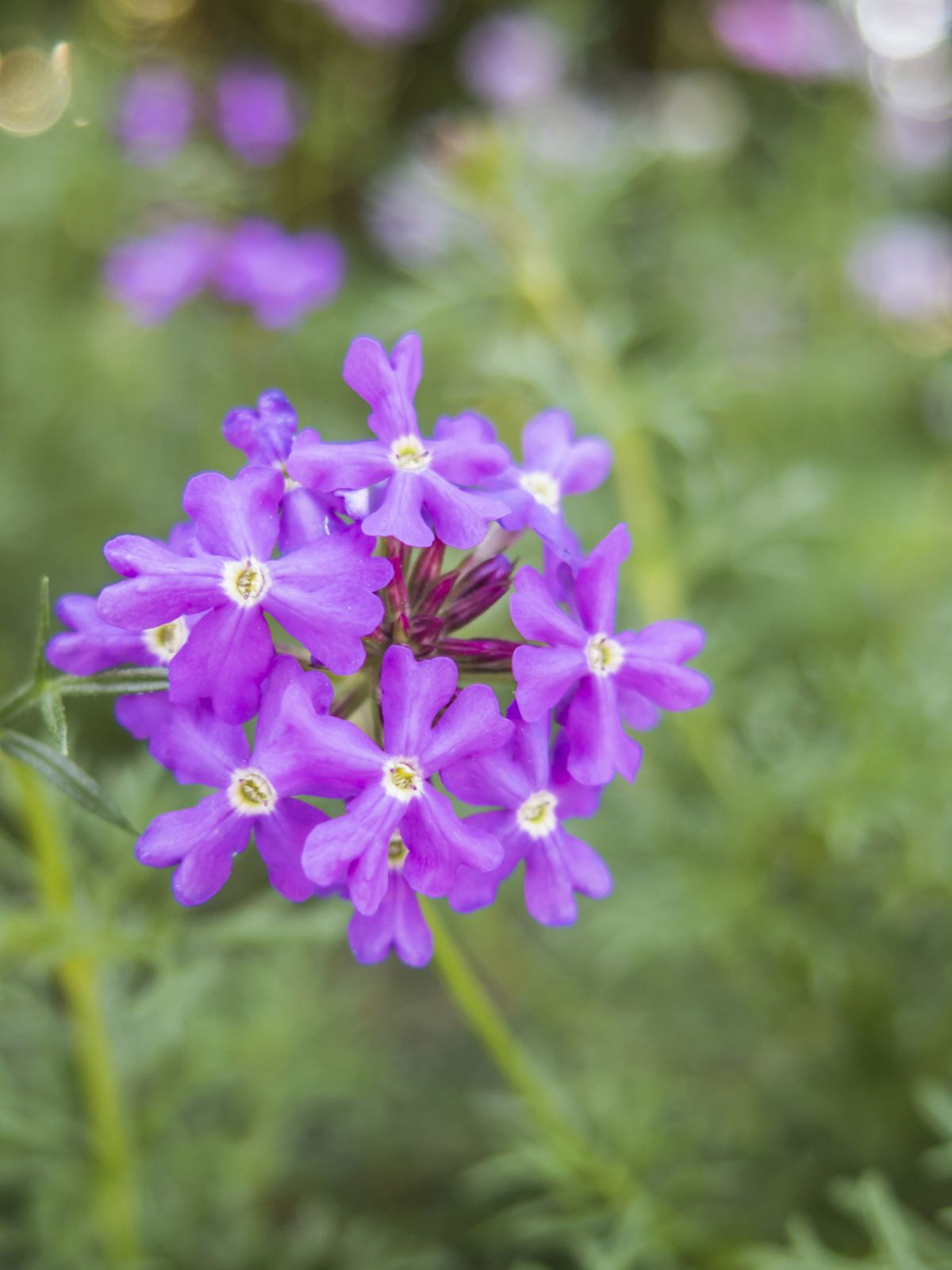 Plantas con flores en malva y rosa   verbena