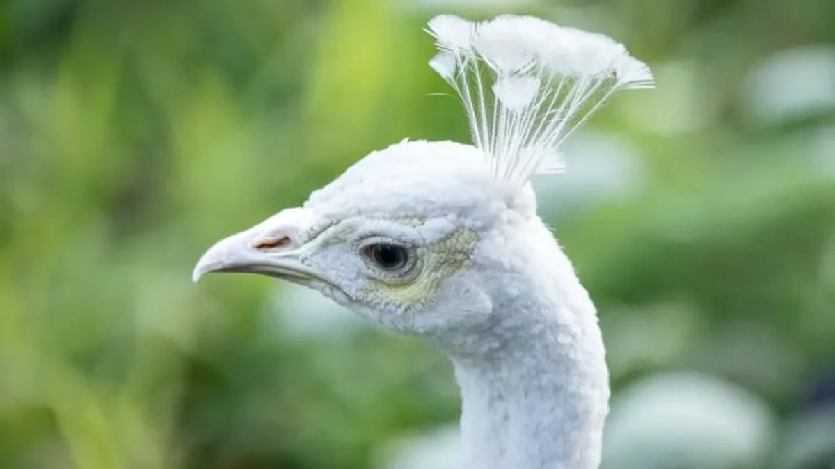 animales albinos pavo