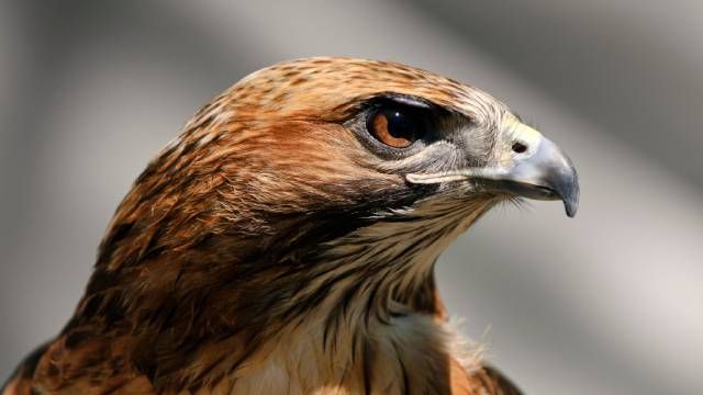 halcon