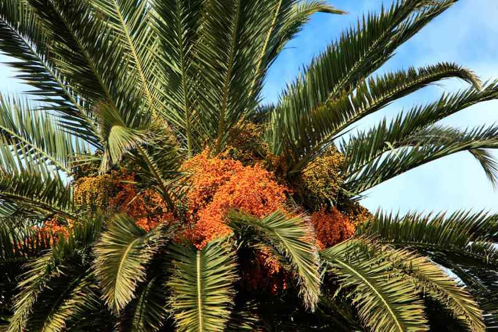 Phoenix dactylifera.