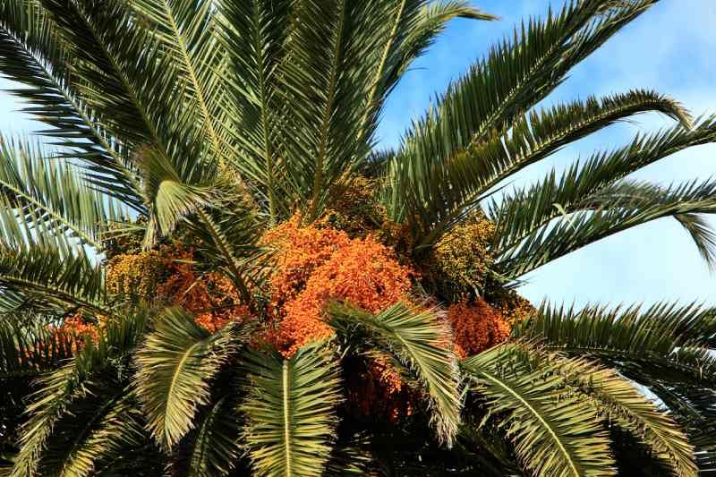 Phoenix dactylifera.