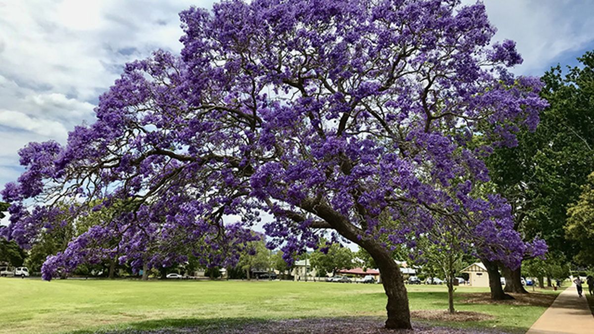 sistema radicular no invasivo jacaranda
