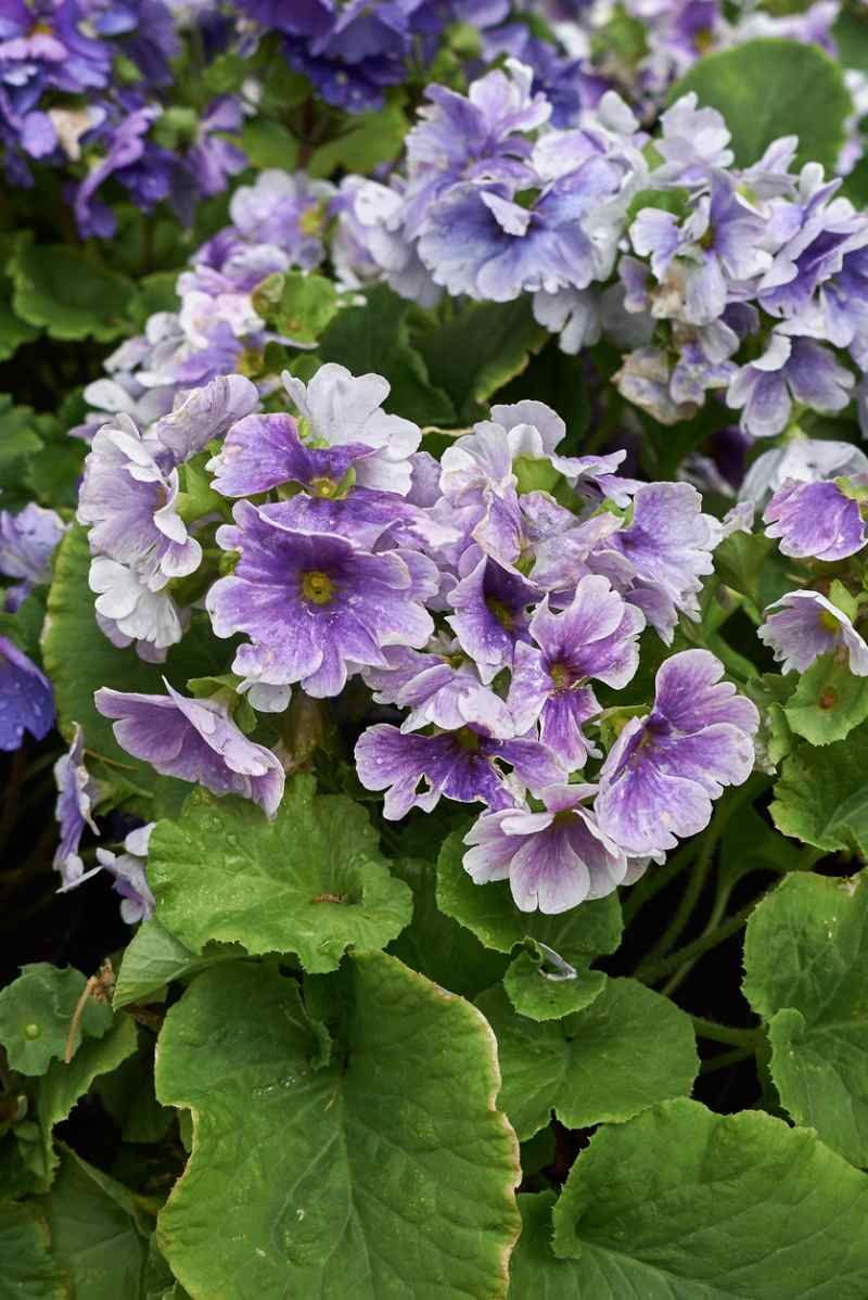 Primula obconica.