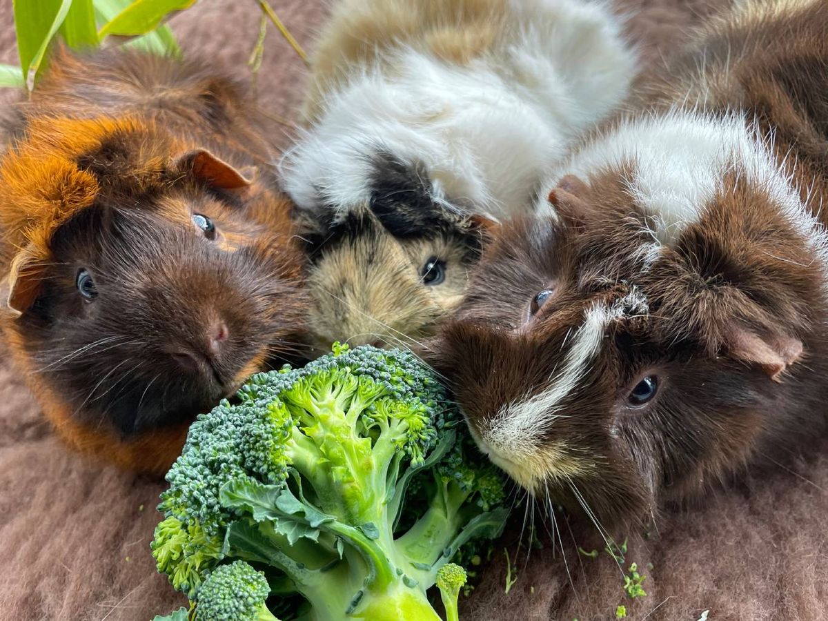 Algunos alimentos pueden causar intoxicaciones y problemas digestivos.