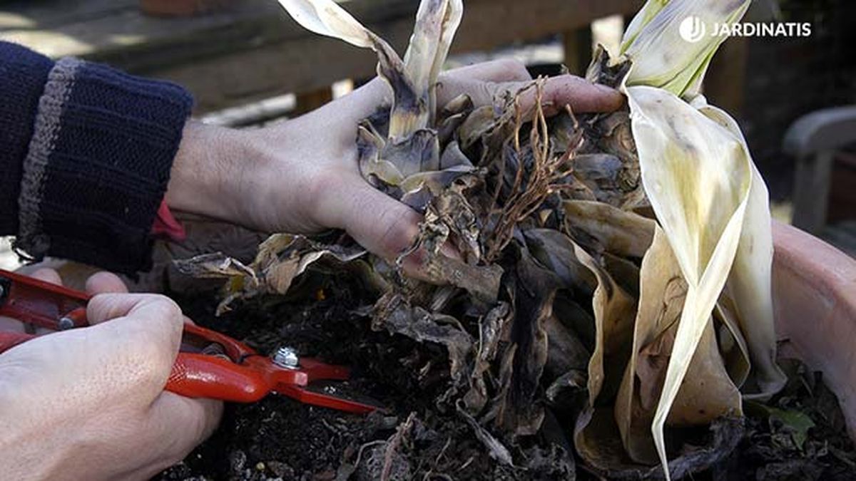 sustitucion agave boj xl