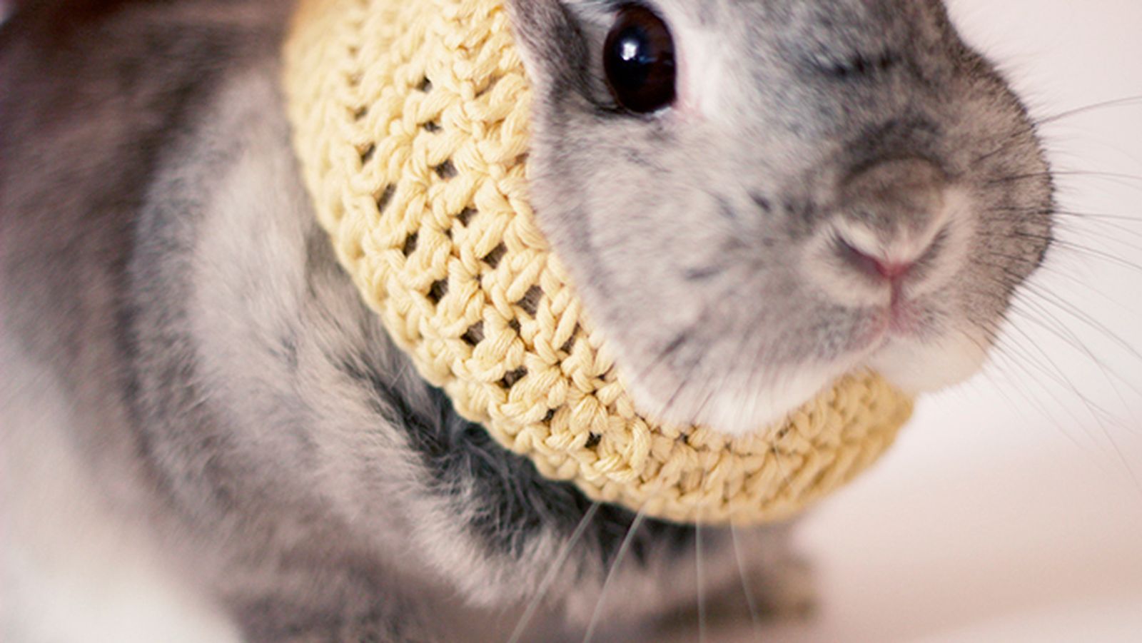 tejer cuello mascota