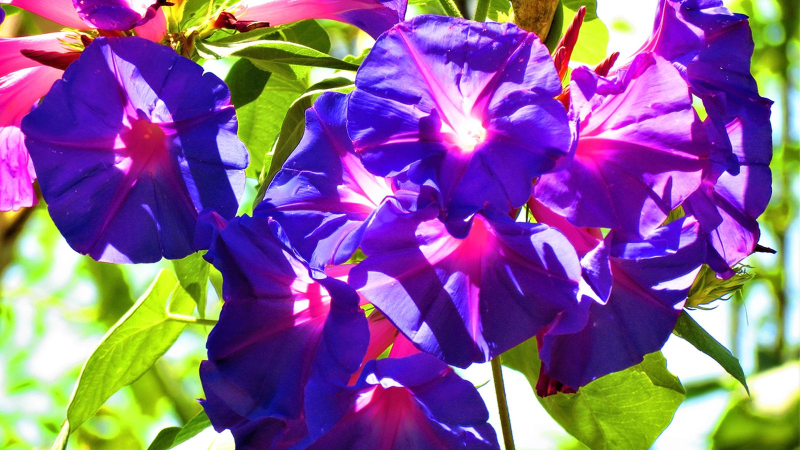 Ipomea Don Diego de dia