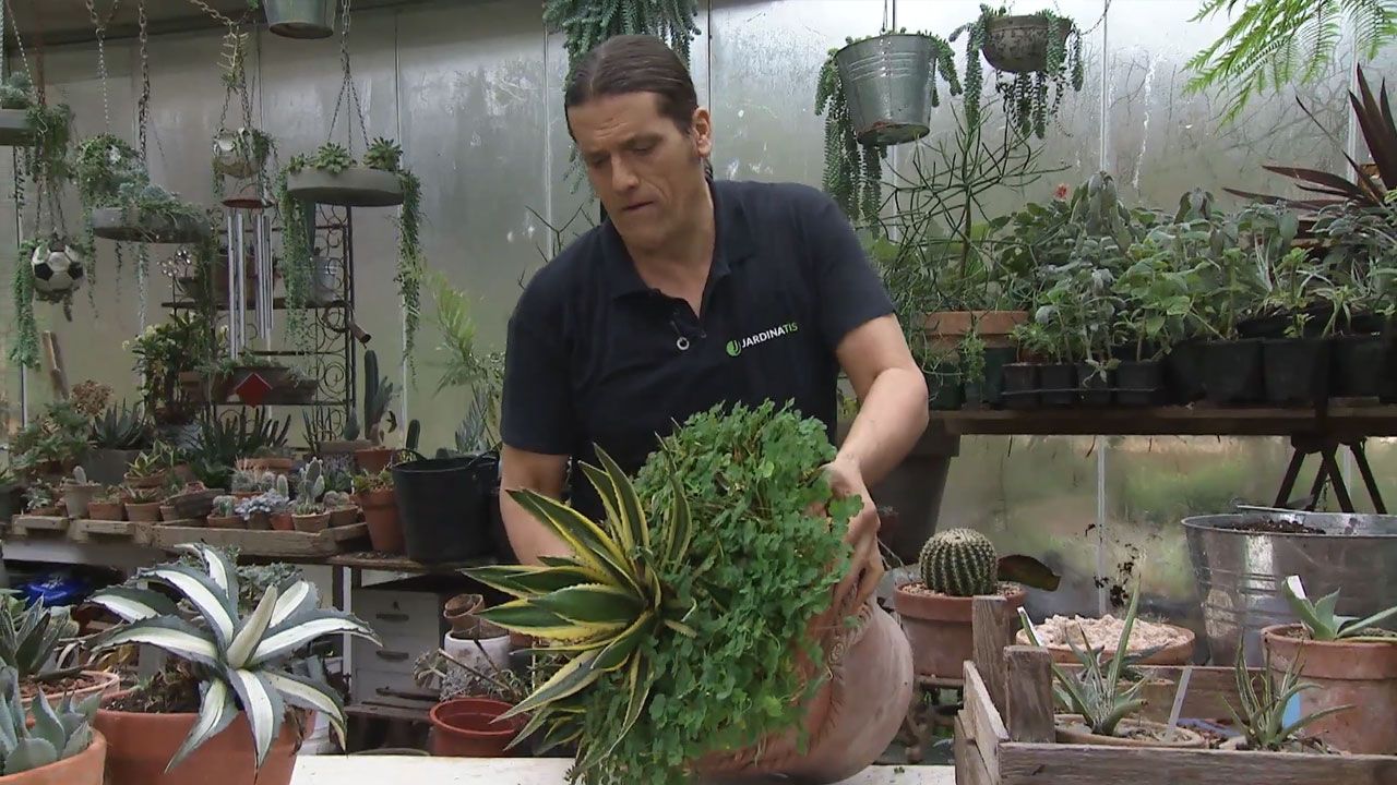 como sanear agave sacar contenedor