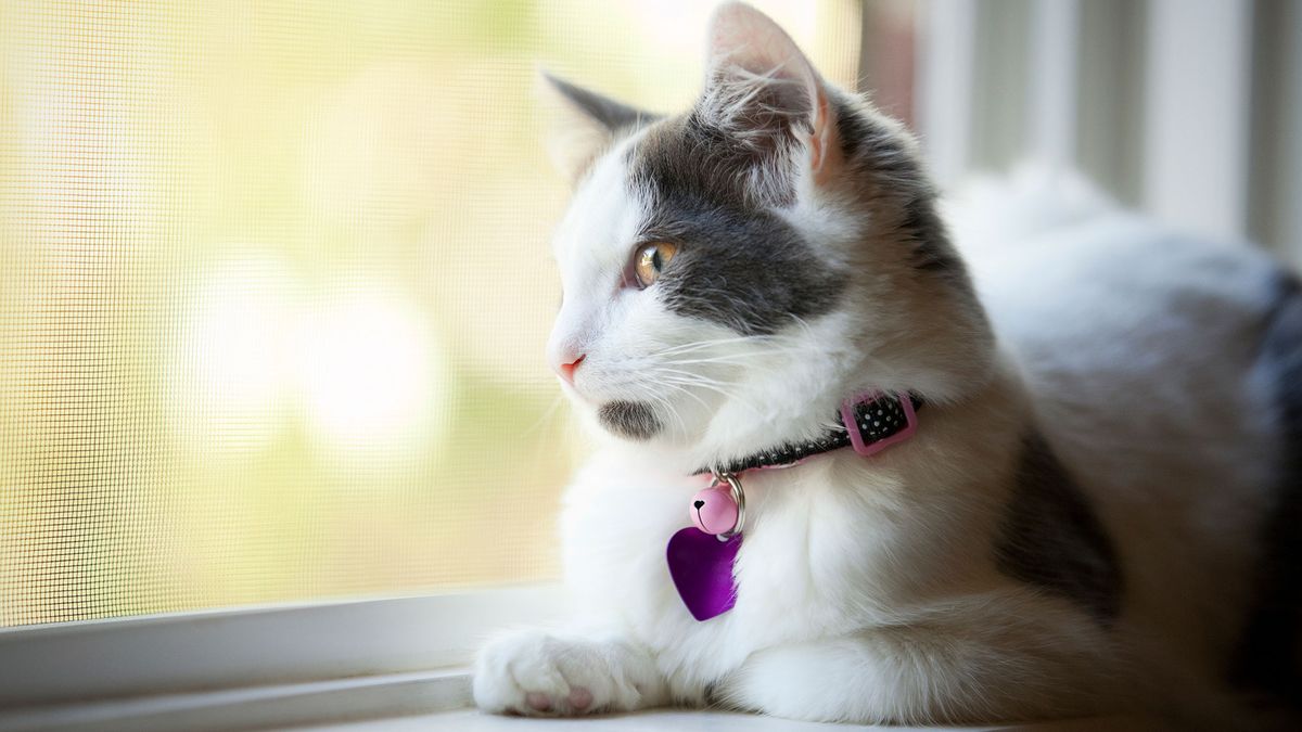 gatos cascabel salud 4