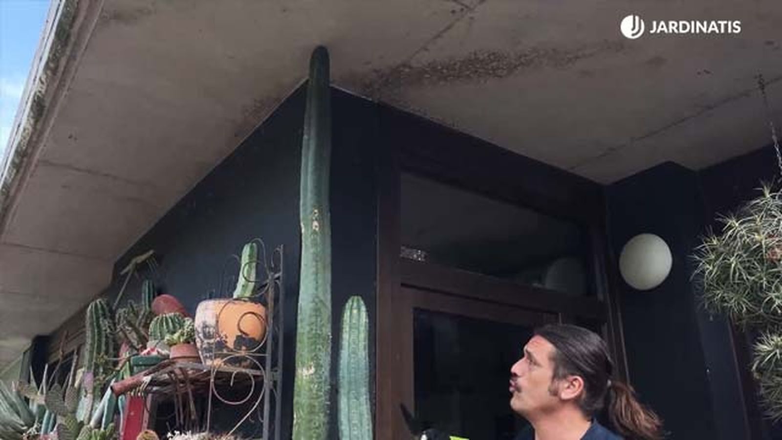 cactus san pedro caracteristicas jardinatis 22 11