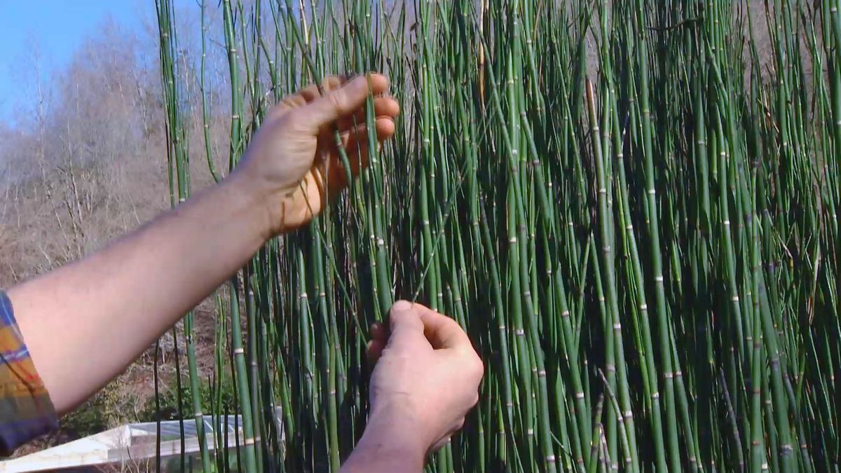 decogarden 0648 jardineria poda cola caballo ramificaciones