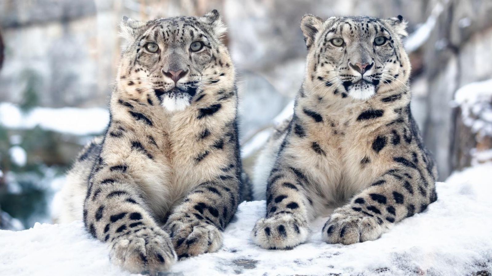 Leopardos de las nieves (Panthera uncia), un animal en peligro de extinción.