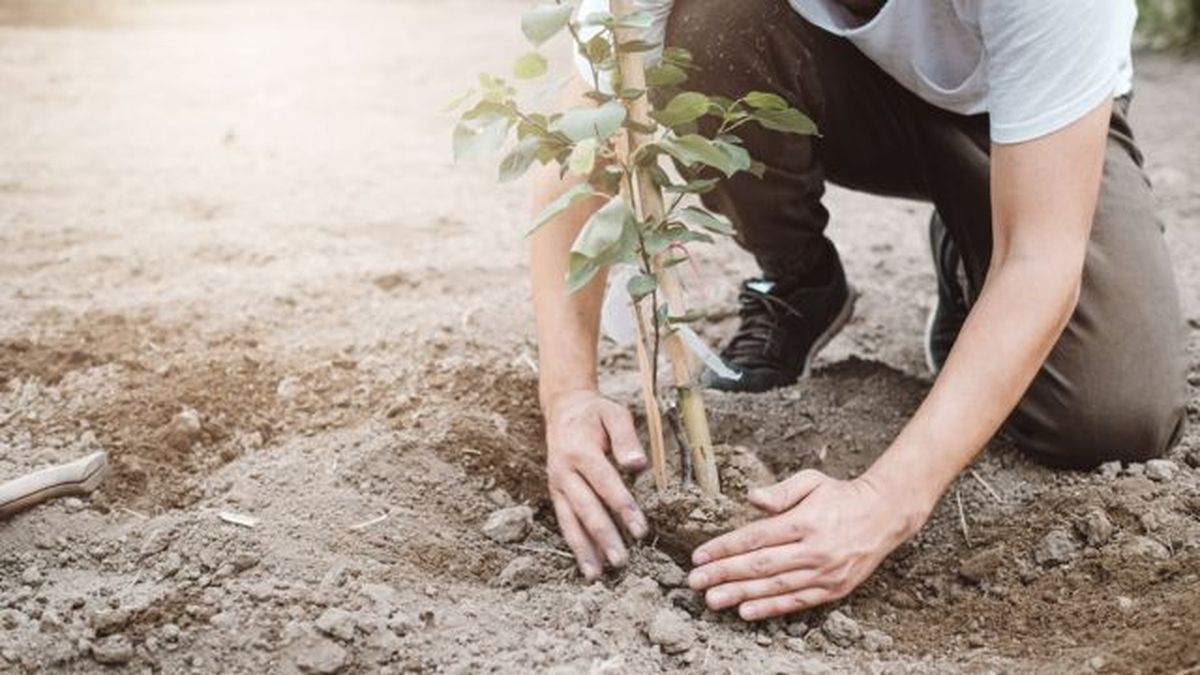 plantar cepellon del arbol frutal en bolsa