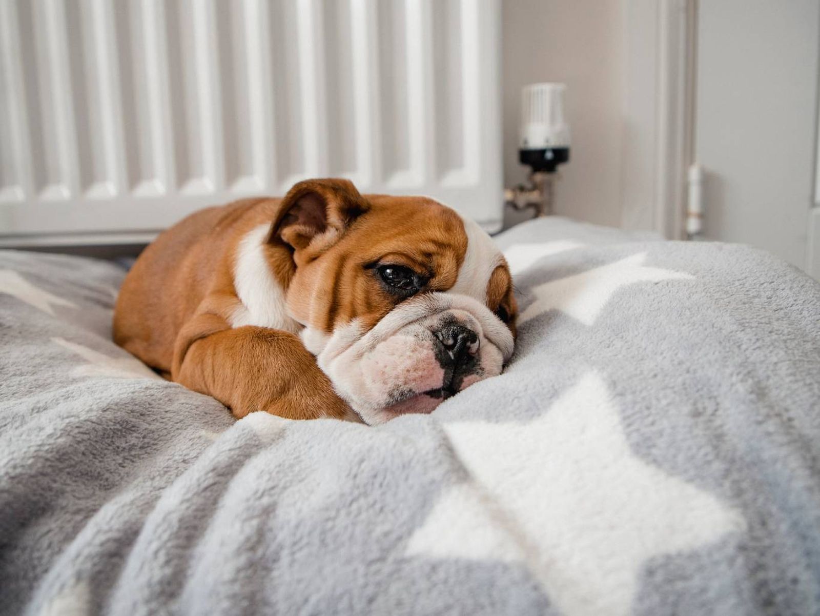 La temperatura normal de un perro adulto oscila entre 37,5 °C y 39,0 °C.