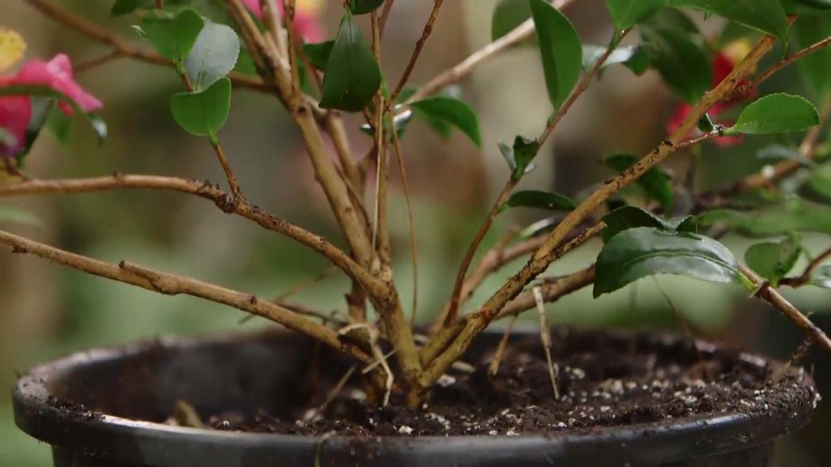 968 caracteristicas camelia sasanqua tierra