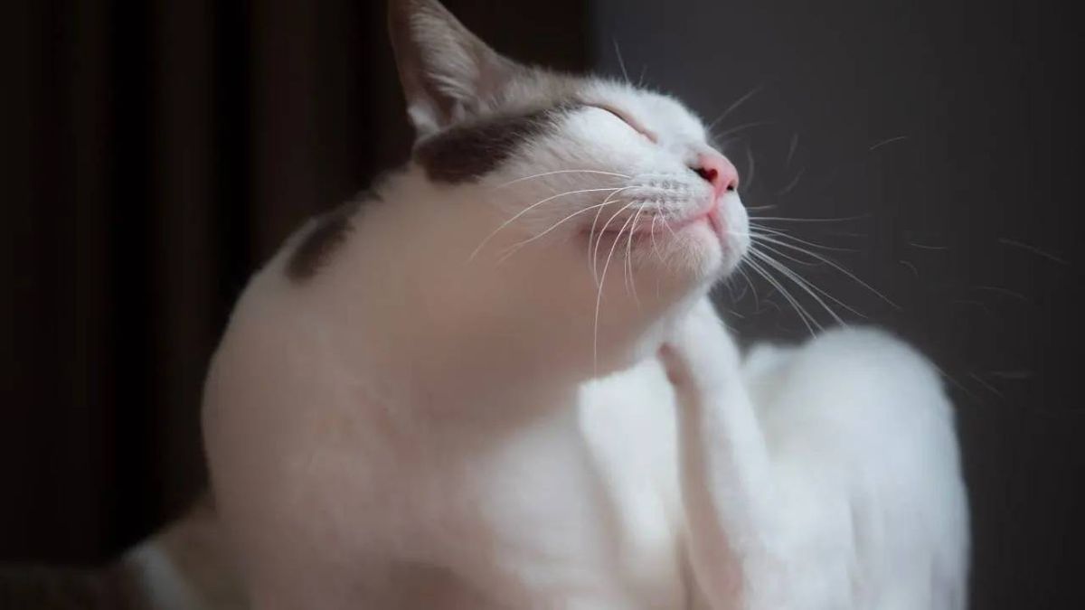 sarna en gatos ok (1)