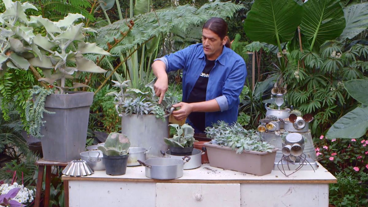 brico 933 3 kalanchoe beharensis composicion