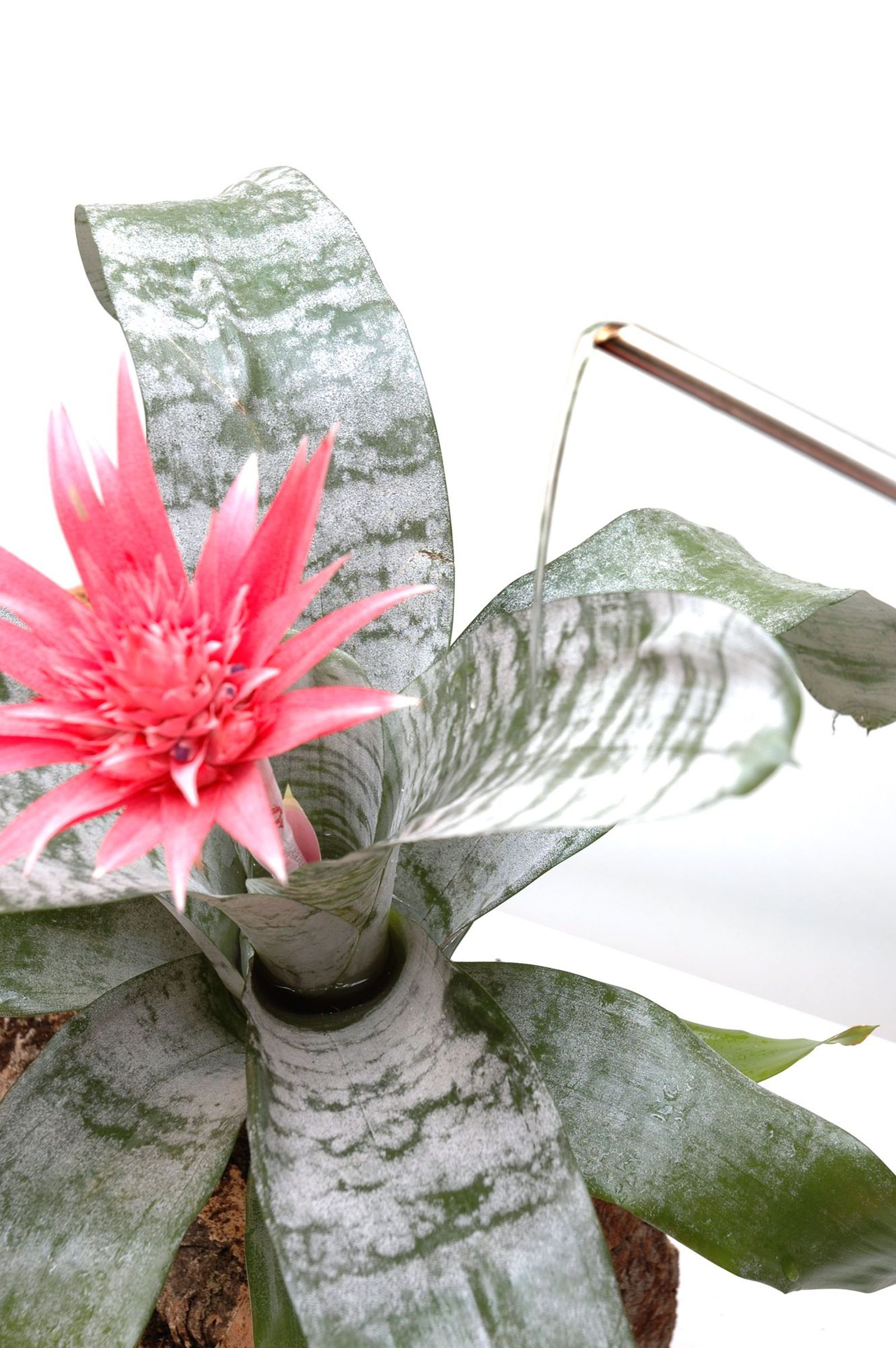 Composición con bromelias paso 5