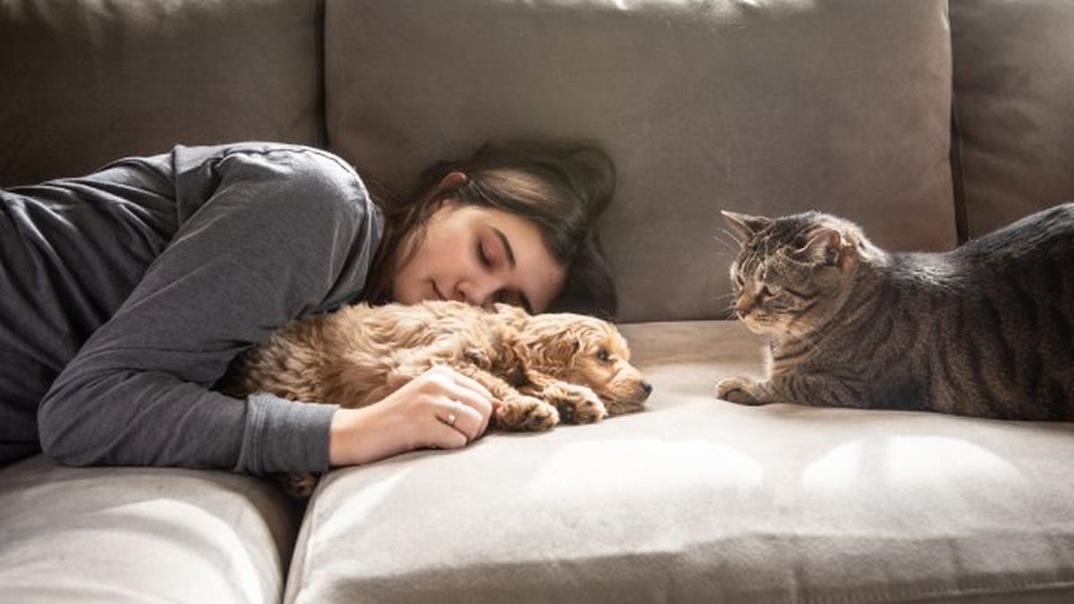 ley de bienestar animal 3