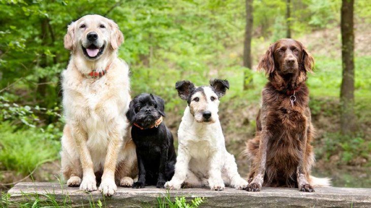 seguros para mascotas 5