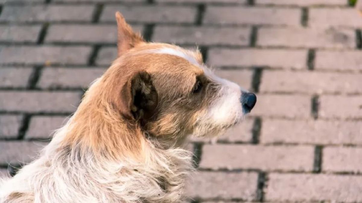 artrosis en perros 4